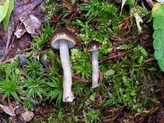 Gliophorus irrigatus
