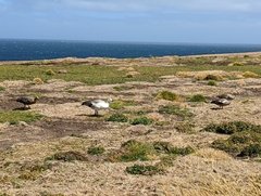 Chloephaga rubidiceps