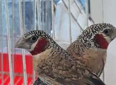 Amadina fasciata