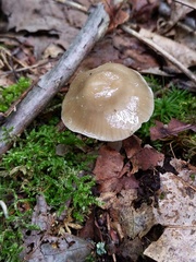 Gliophorus irrigatus