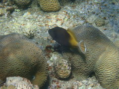 Sufflamen albicaudatum