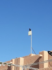 Corvus ruficollis