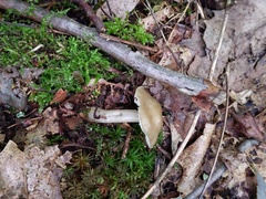 Gliophorus irrigatus