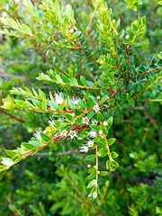 Metrosideros stipularis