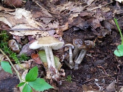 Gliophorus irrigatus
