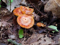 Gliophorus perplexus