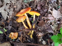 Gliophorus perplexus