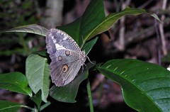 Dasyophthalma creusa