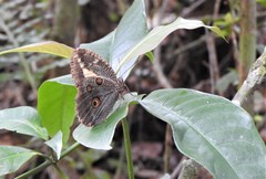 Dasyophthalma creusa