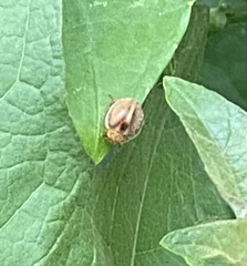 Epilachna clandestina