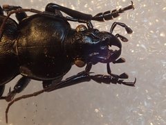 Carabus punctatus