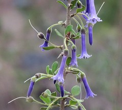 Eriolarynx australis