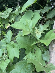 Epilachna clandestina