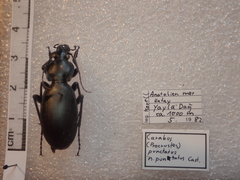 Carabus punctatus