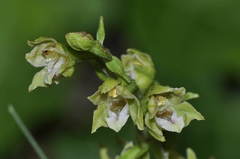 Epipactis bugacensis rhodanensis
