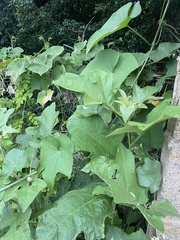 Epilachna clandestina