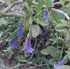 Eriolarynx australis