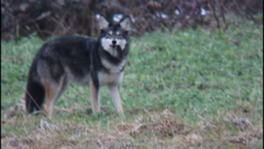 Coyote photo 5