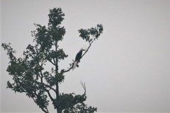 Berenicornis comatus