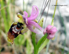 Ophrys tenthredinifera neglecta