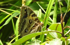 Blepolenis catharinae