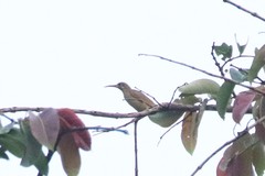 Arachnothera chrysogenys