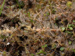 Myriophyllum triphyllum