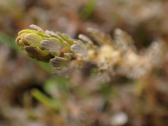 Myriophyllum triphyllum