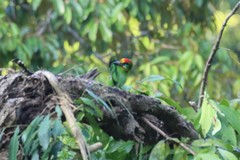 Psilopogon mystacophanos