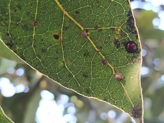 Chilocorus bipustulatus