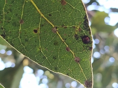 Chilocorus bipustulatus