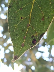 Chilocorus bipustulatus