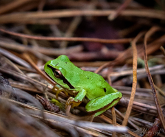 Hyla euphorbiacea
