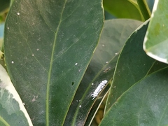 Cryptolaemus montrouzieri