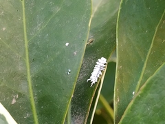 Cryptolaemus montrouzieri