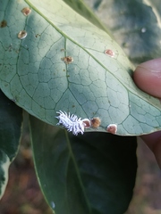 Cryptolaemus montrouzieri