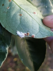 Cryptolaemus montrouzieri