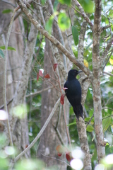 Melanerpes herminieri