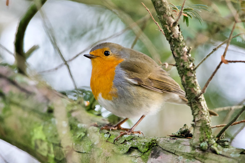Petirrojo europeo (Erithacus rubecula)