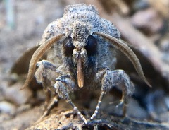Protorthodes melanopis