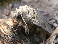 Protorthodes melanopis