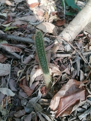 Acanthocereus hesperius