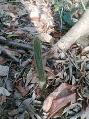 Acanthocereus hesperius