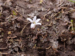 Lobelia perpusilla