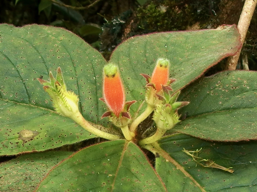 Columnea poortmannii image