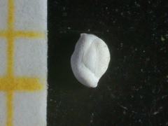 Quinqueloculina