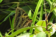 Blepolenis catharinae