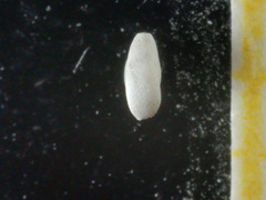 Quinqueloculina