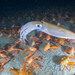 Calamares - Photo (c) uzun, algunos derechos reservados (CC BY-NC), uploaded by uzun
