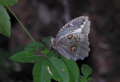 Dasyophthalma creusa